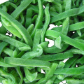 Tiras de pimenta verde congelada do IQF